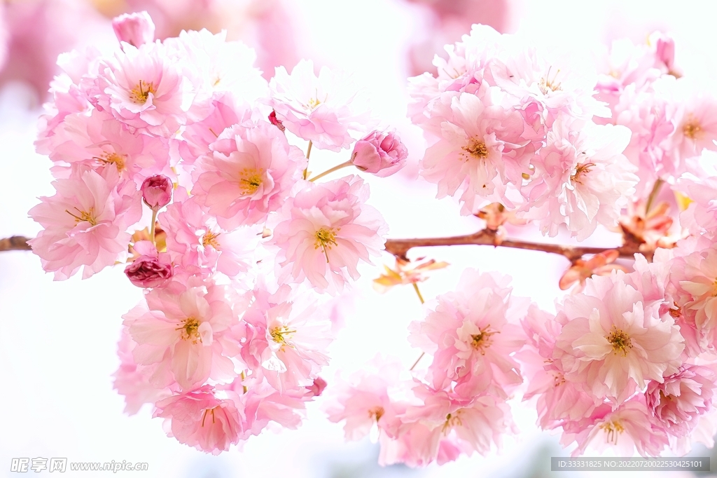 樱花