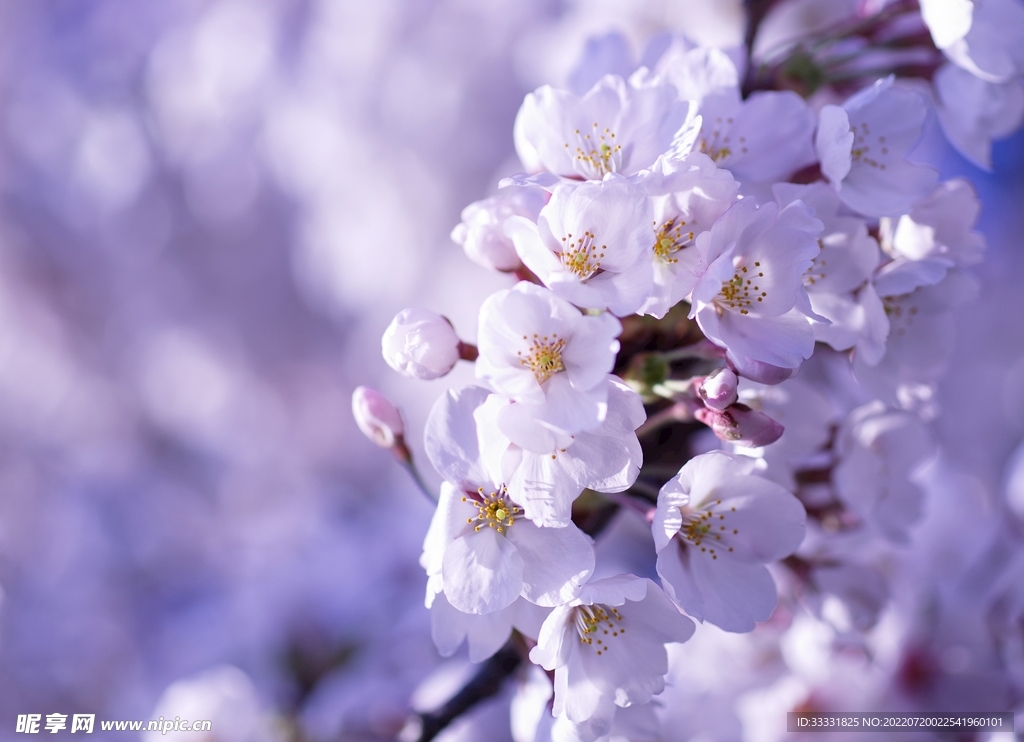 樱花