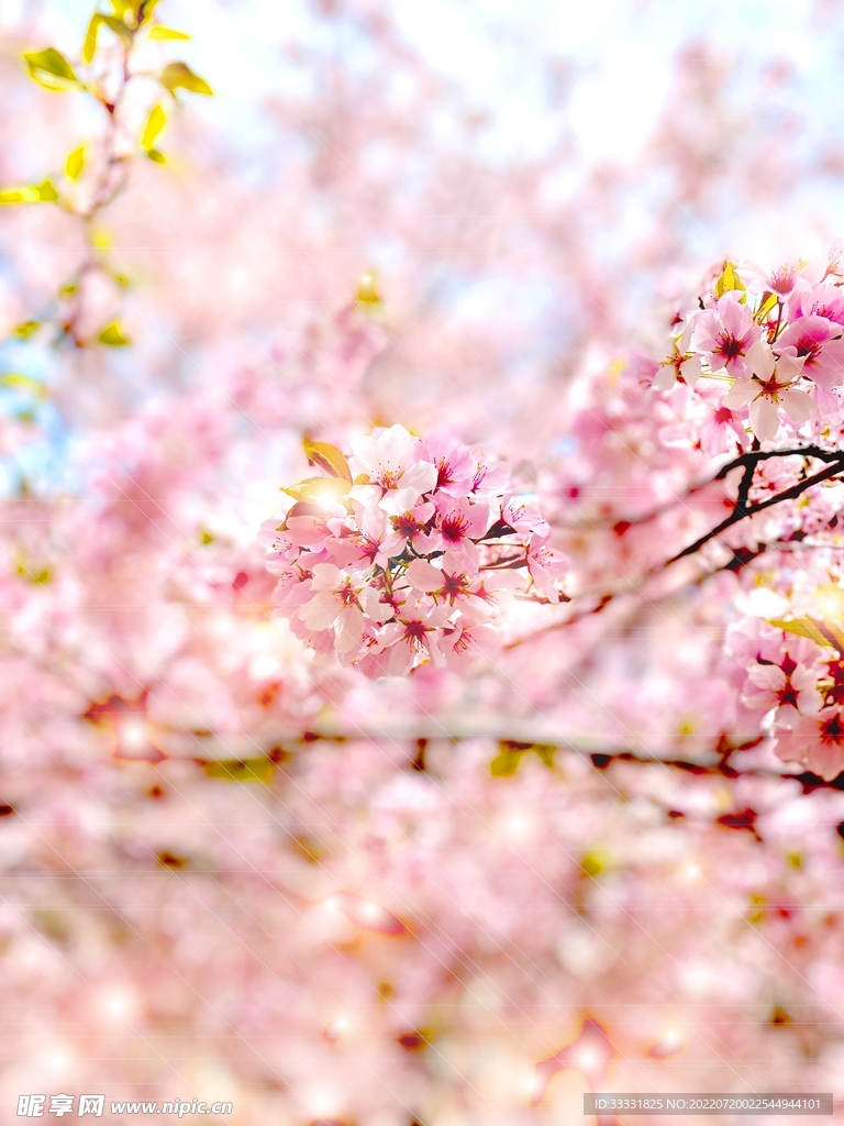樱花