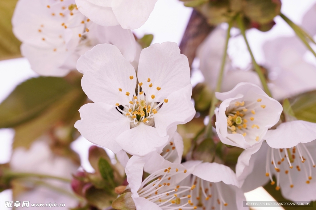 樱花