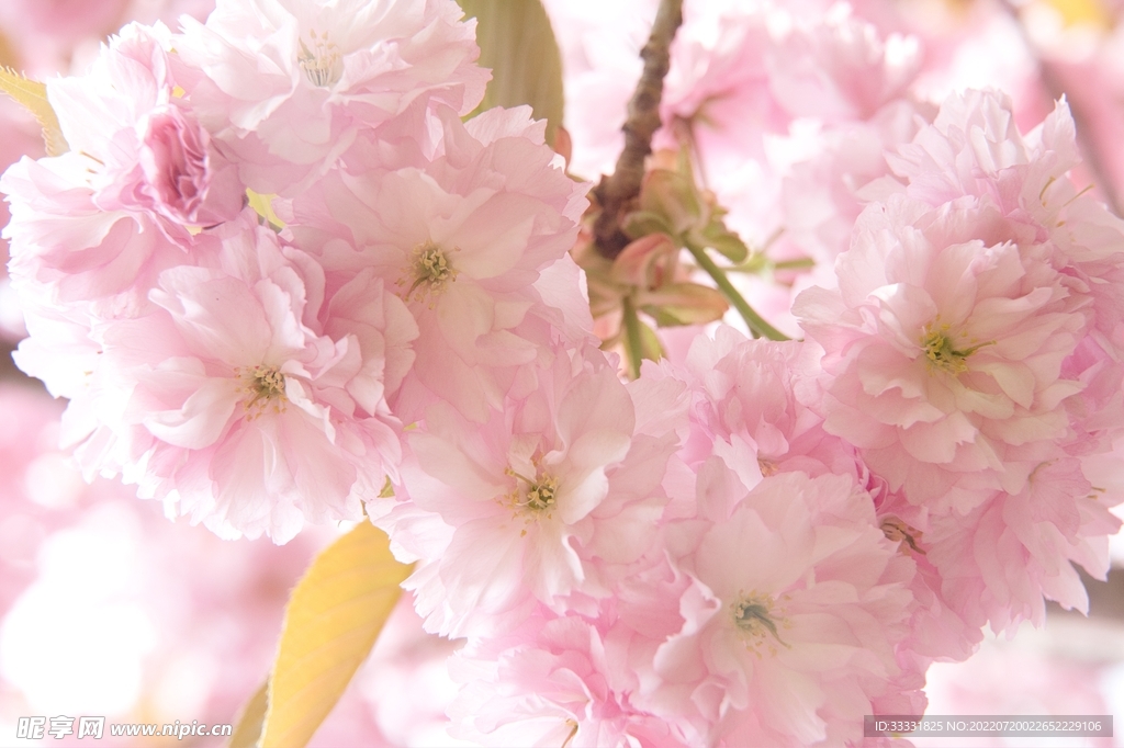 樱花