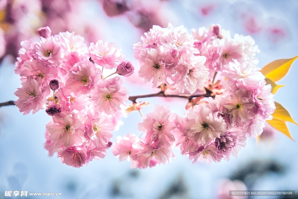 樱花