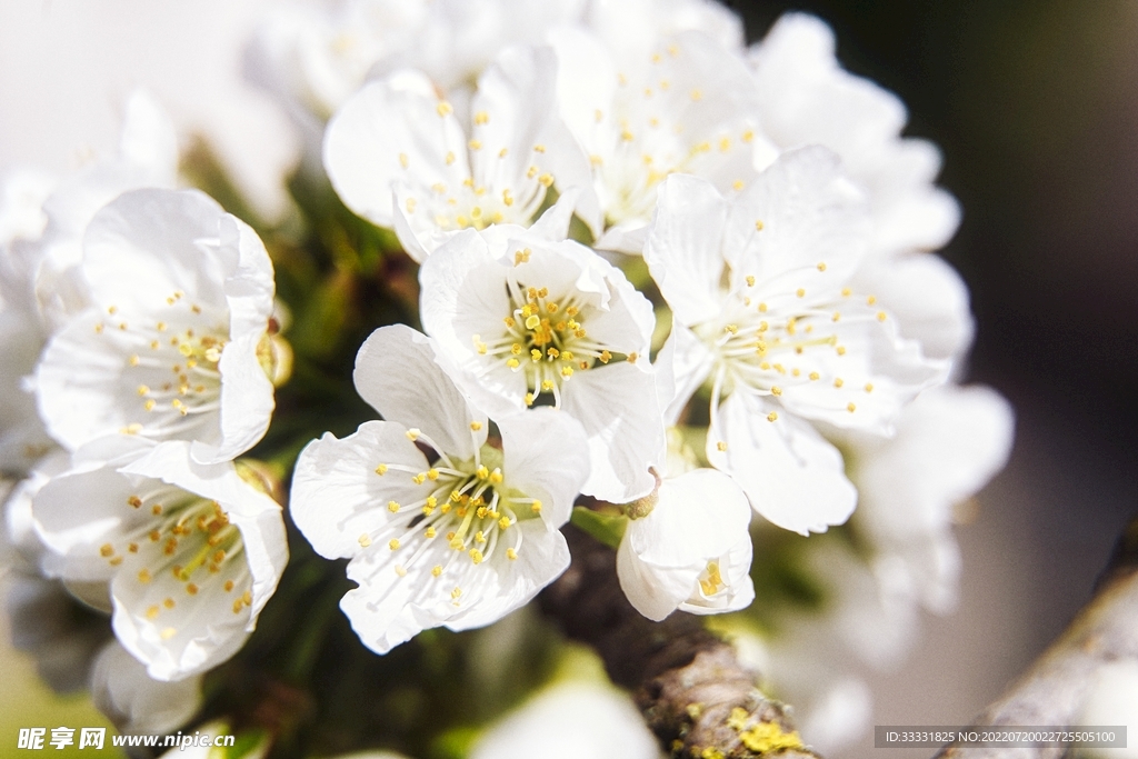 樱花