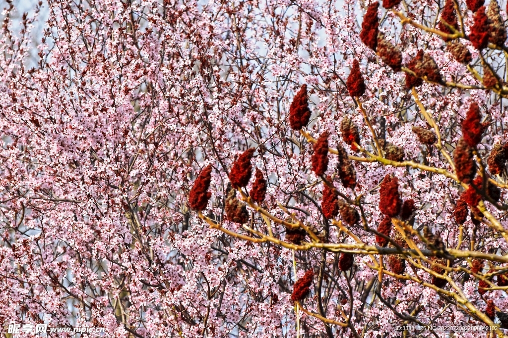 樱花
