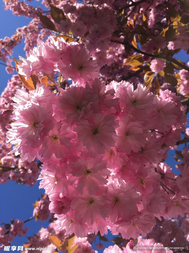 樱花