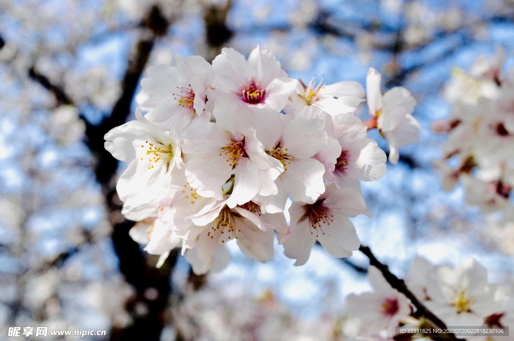 樱花