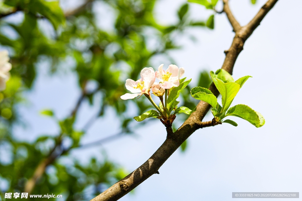 樱花
