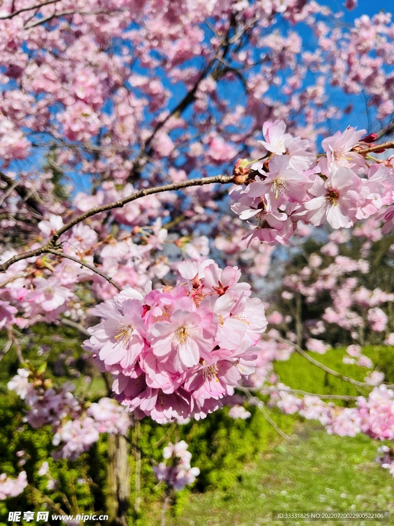 樱花
