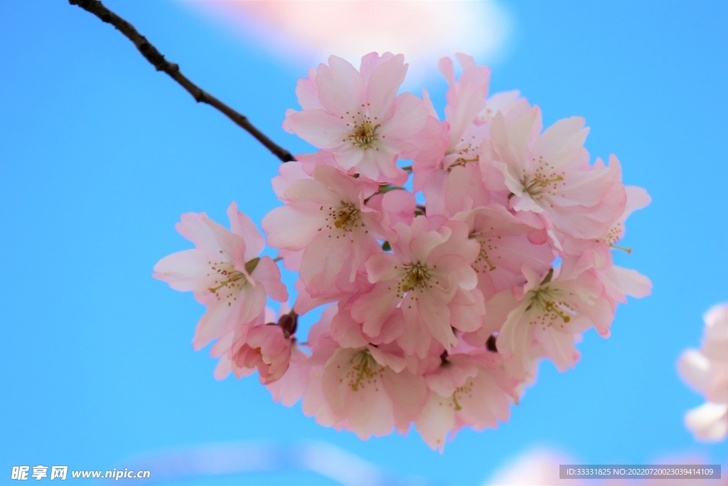 樱花