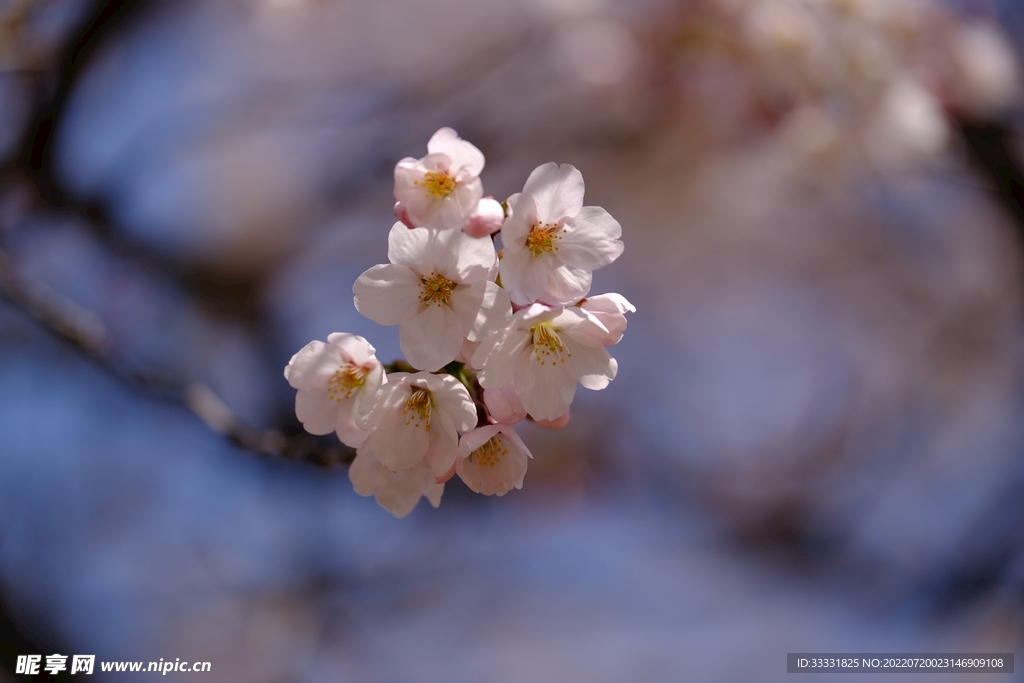 樱花
