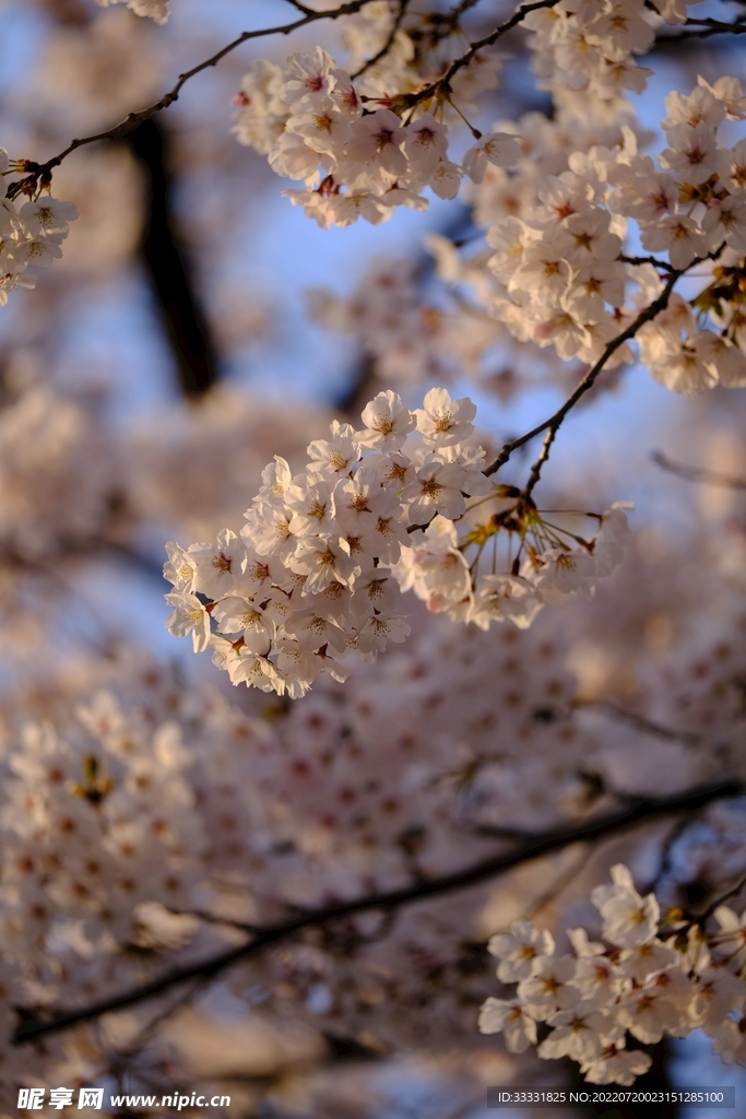 樱花