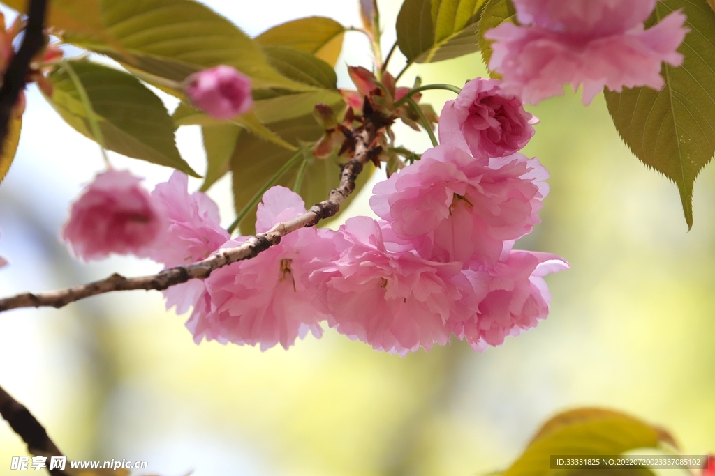 樱花