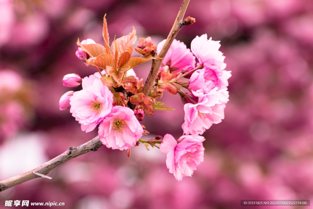 樱花