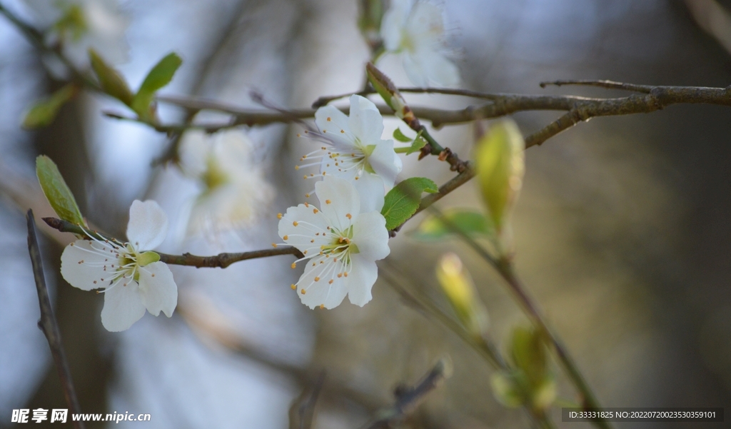 樱花