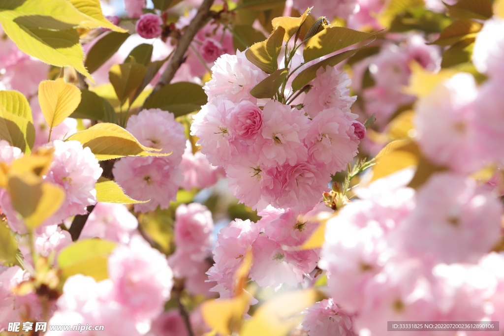 樱花
