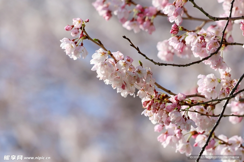 樱花