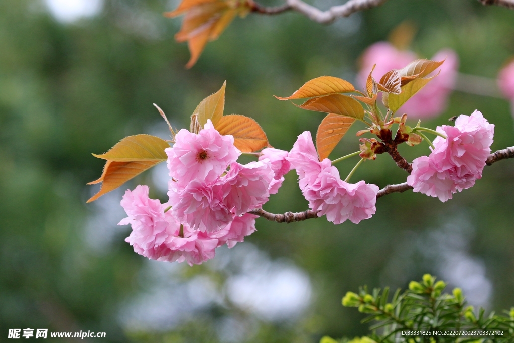 樱花