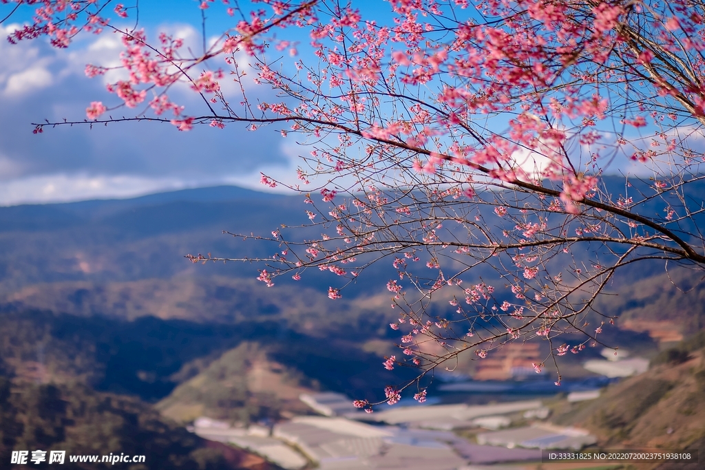 樱花