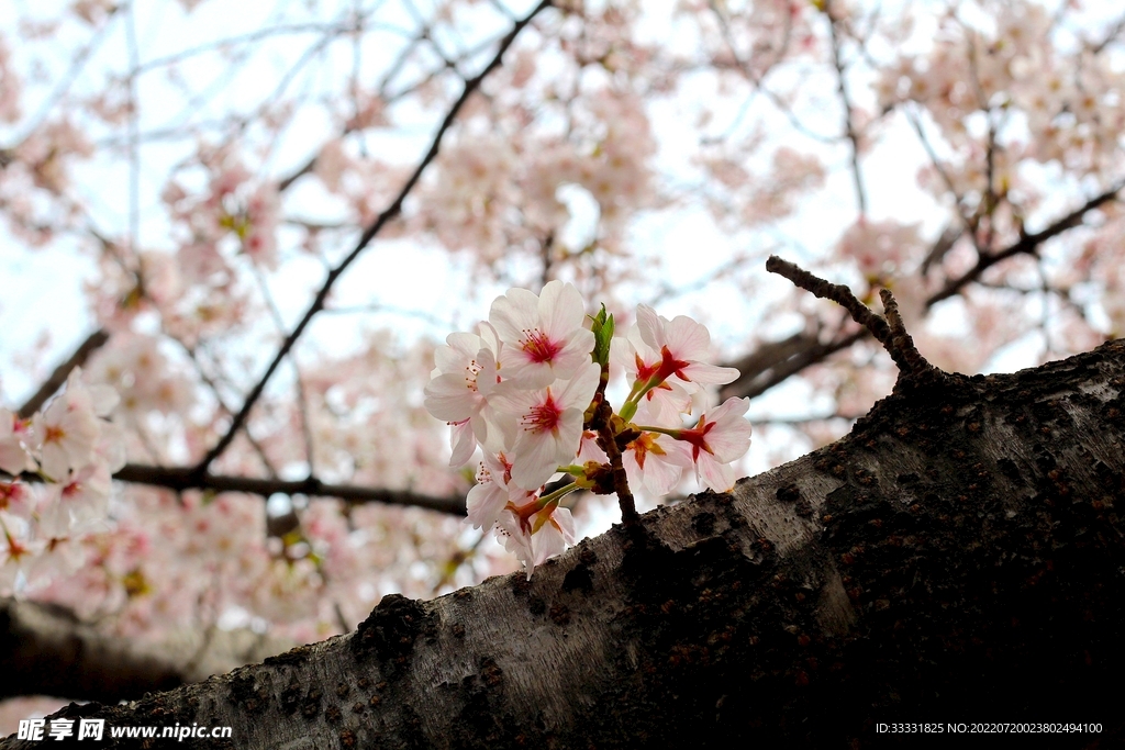 樱花