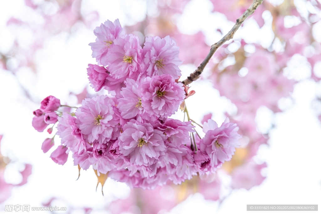 樱花