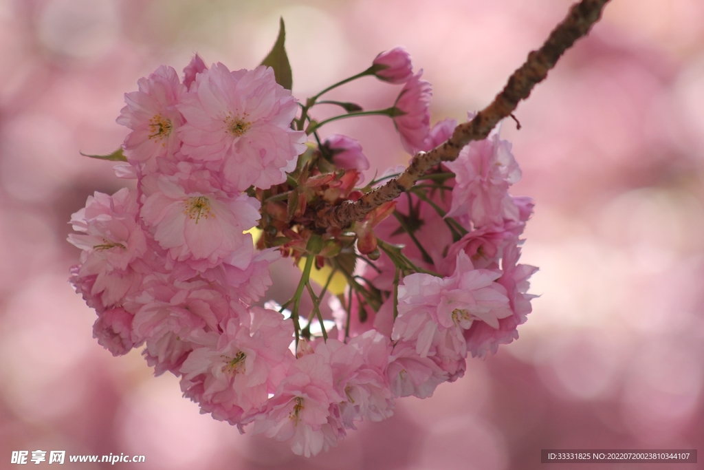 樱花