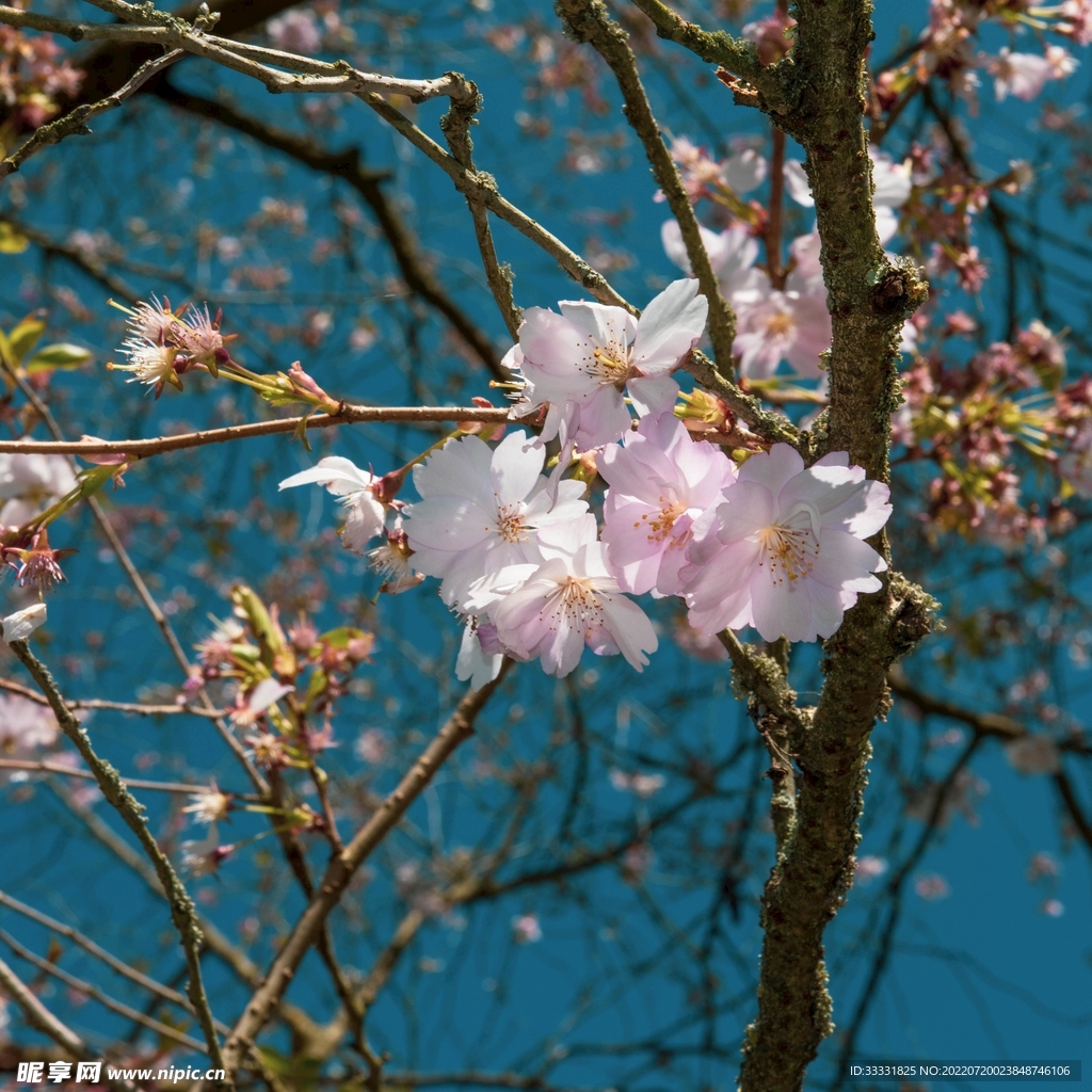 樱花