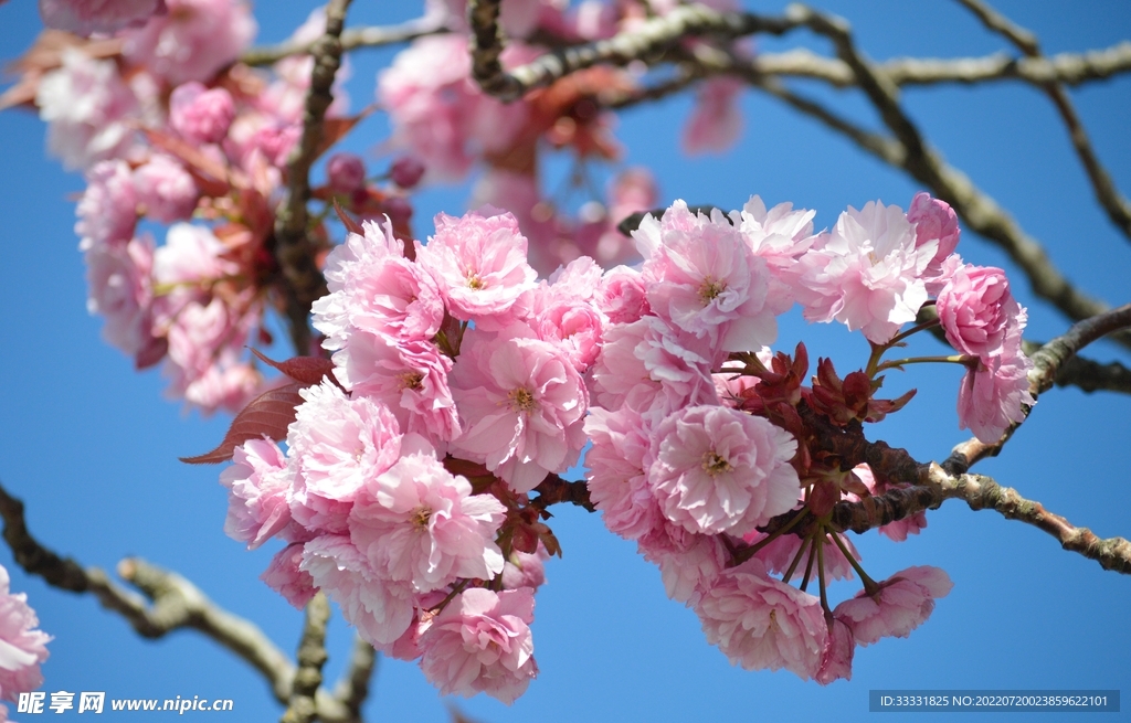 樱花