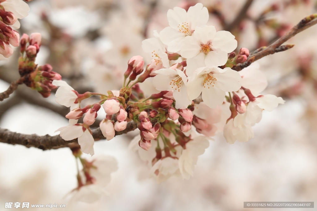 樱花