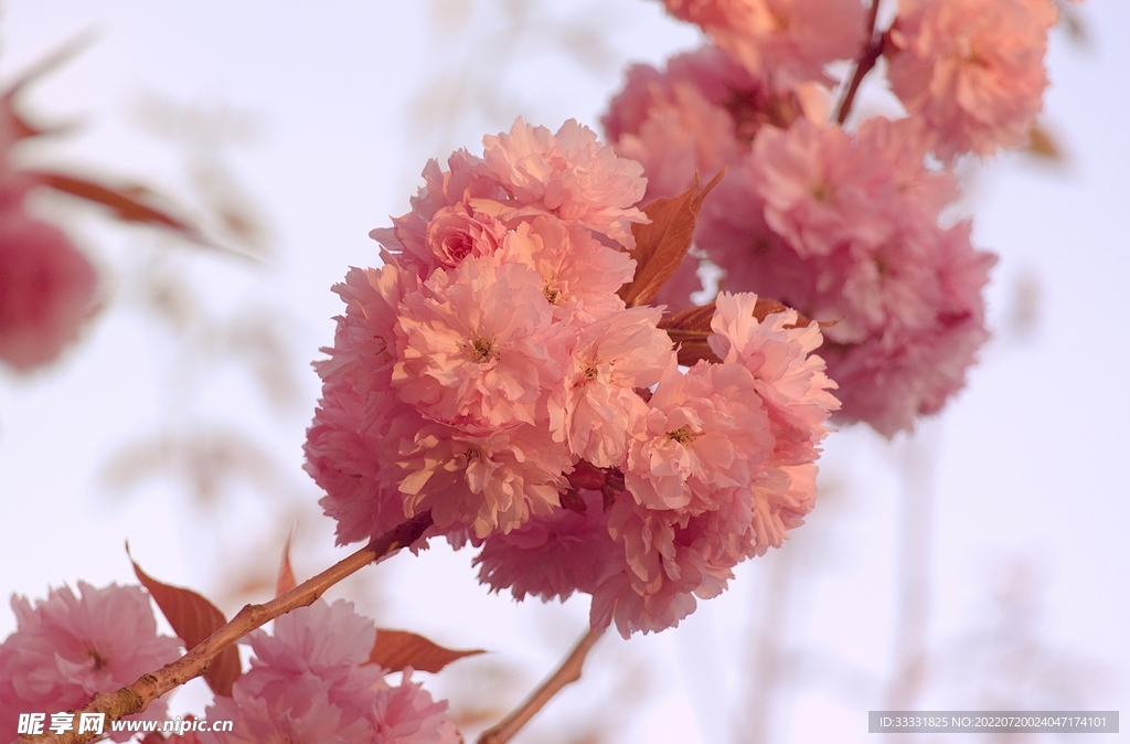 樱花