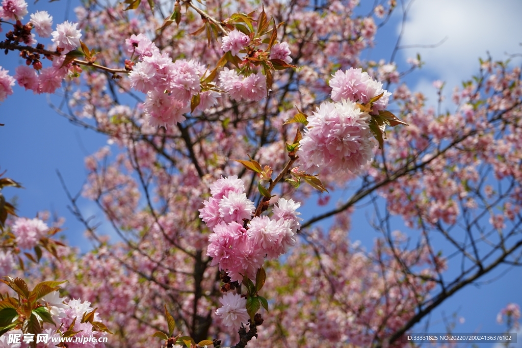 樱花