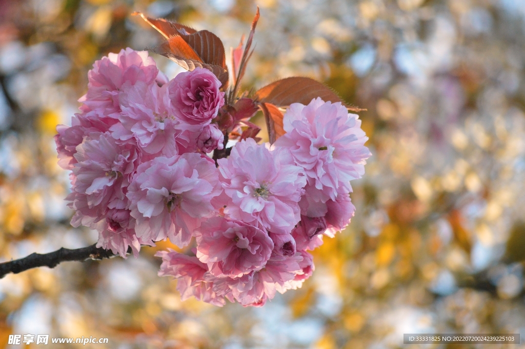 樱花