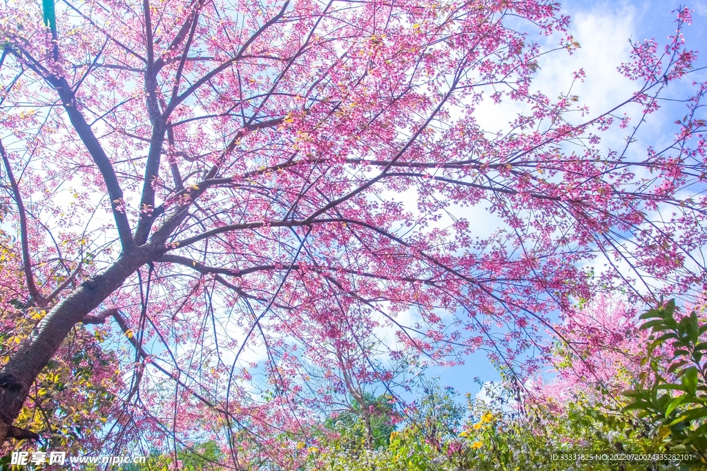樱花