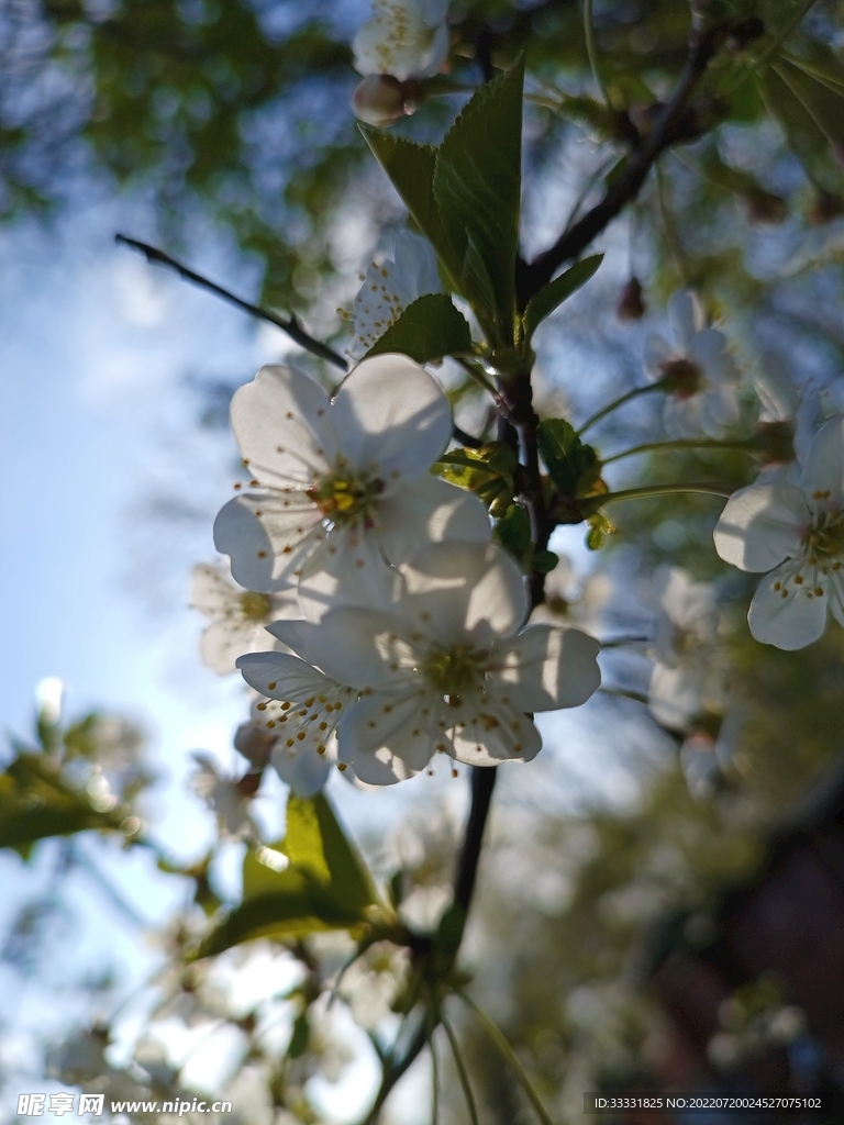 樱花