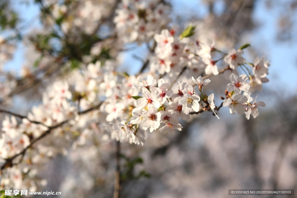 樱花