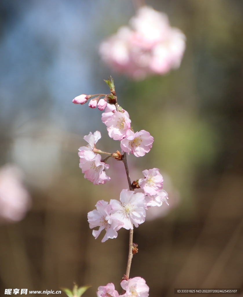 樱花