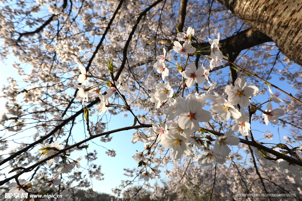 樱花