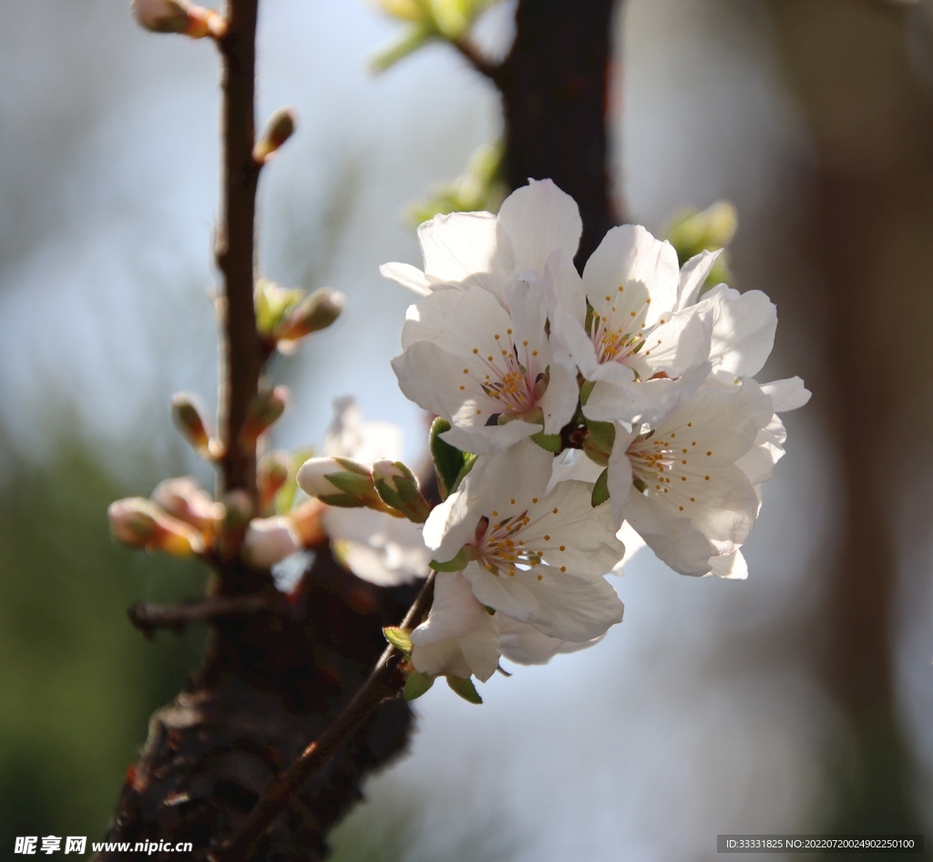 樱花