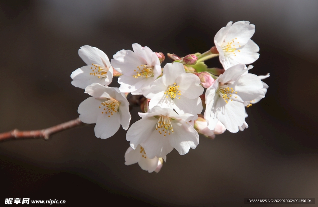 樱花