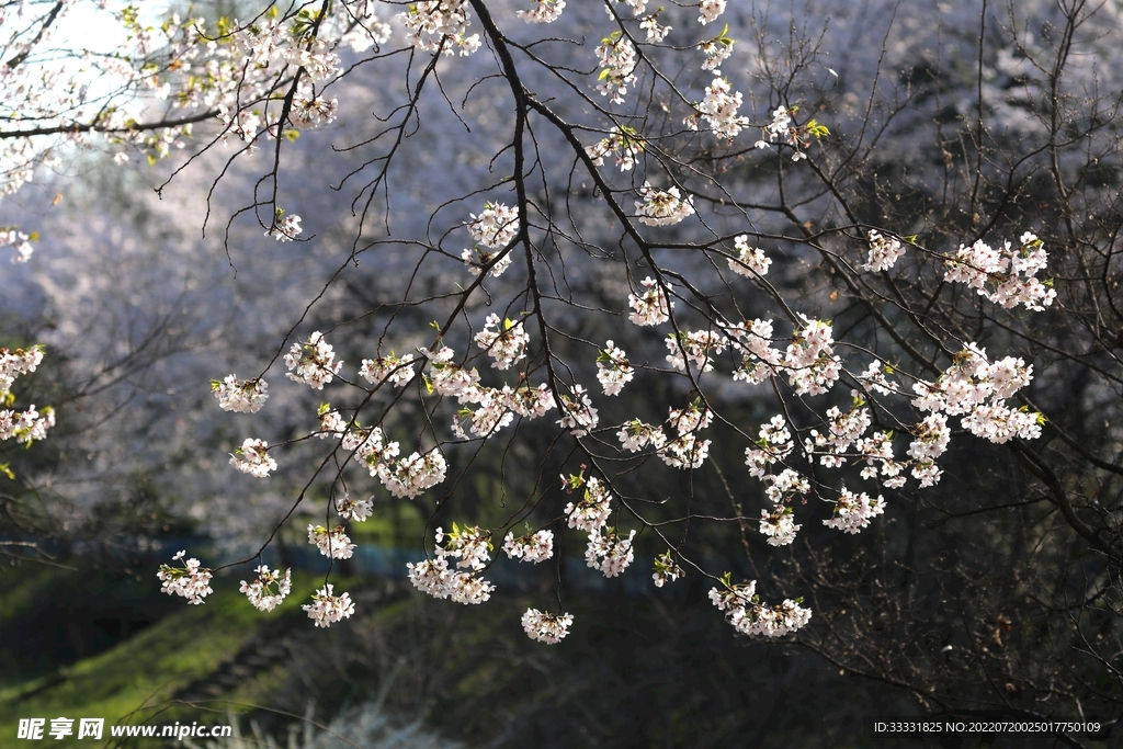 樱花