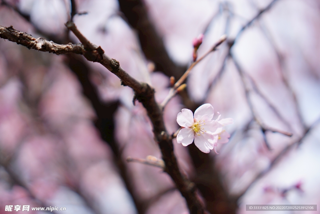 樱花