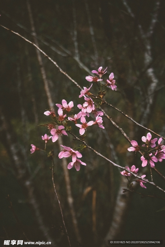 樱花