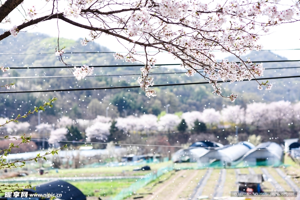 樱花