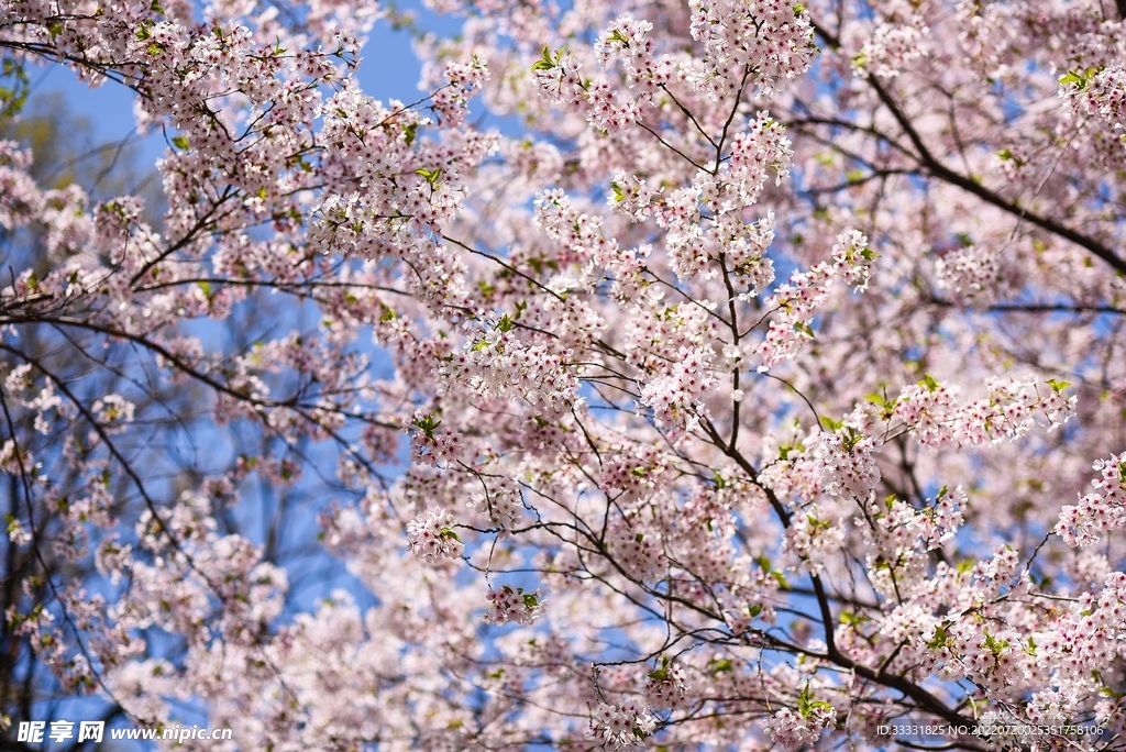 樱花