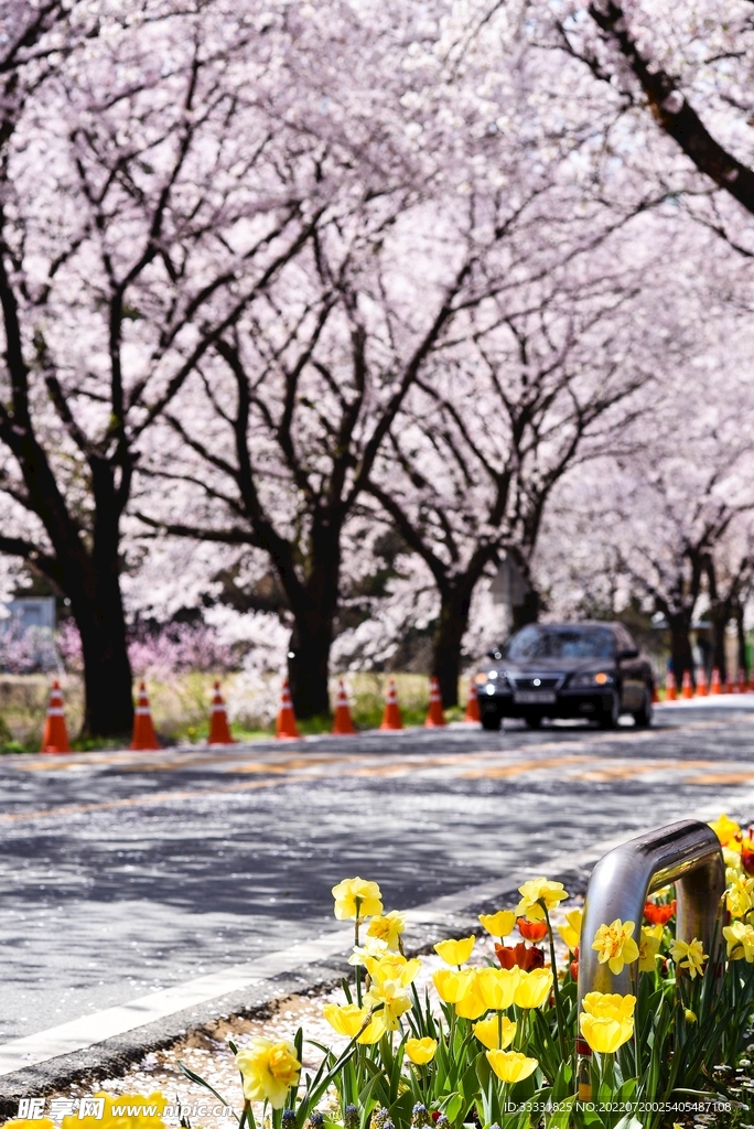樱花