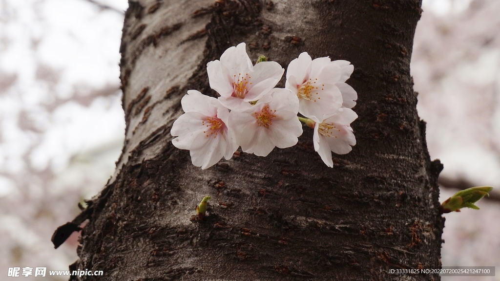 樱花