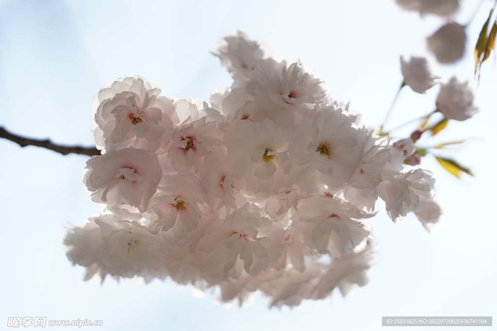 樱花