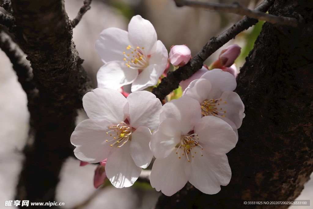 樱花
