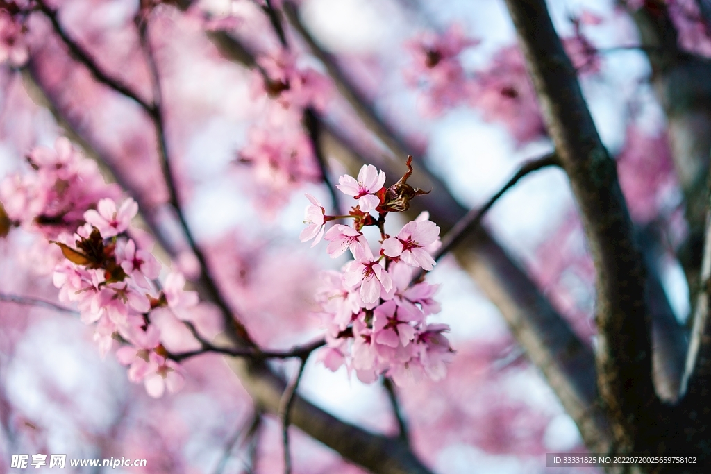 樱花