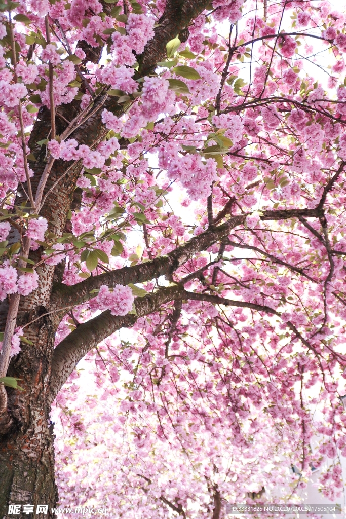 樱花