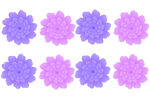 紫色车轮花